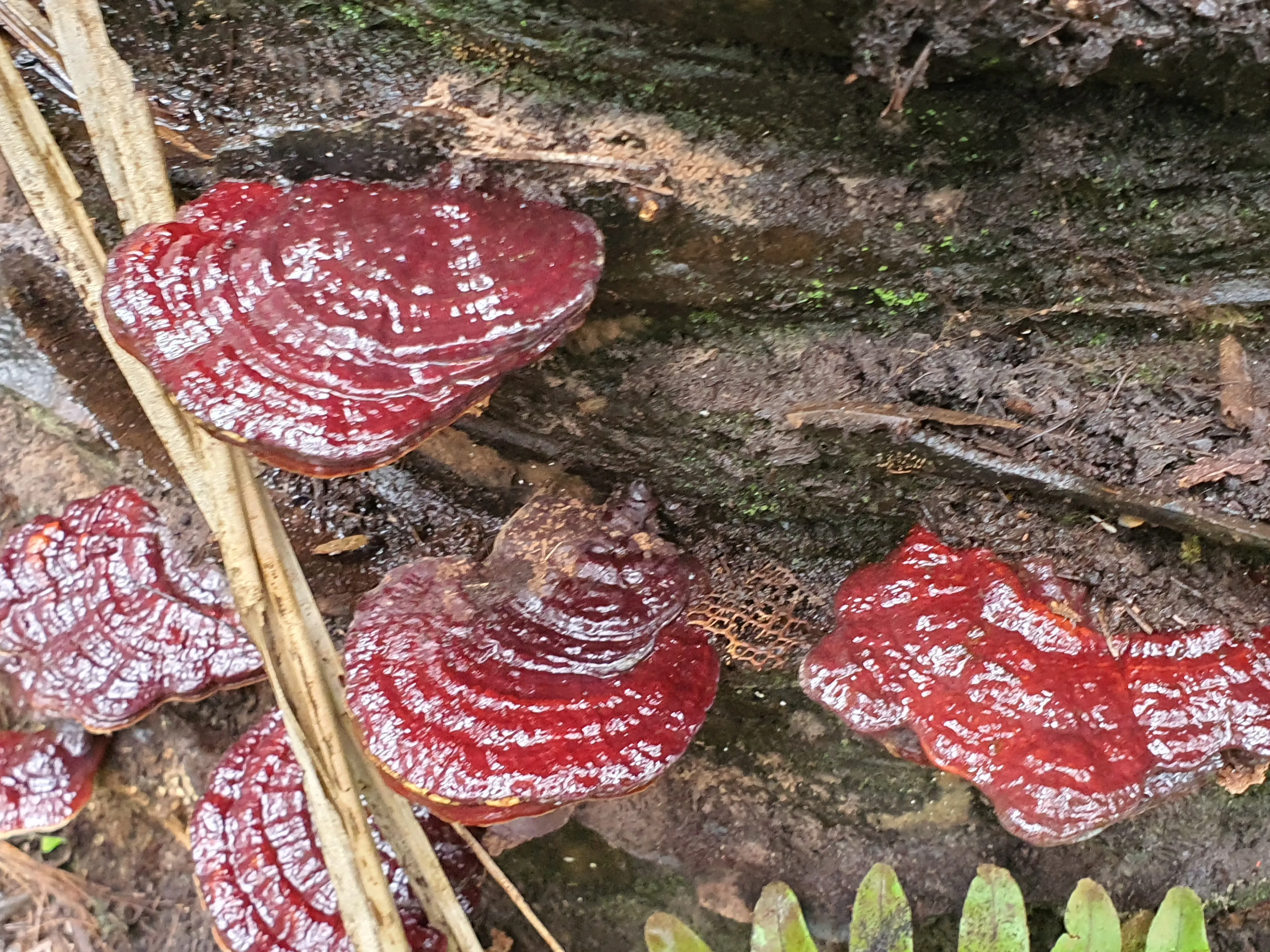 Fruiting body connected visually to internal/root colonisation