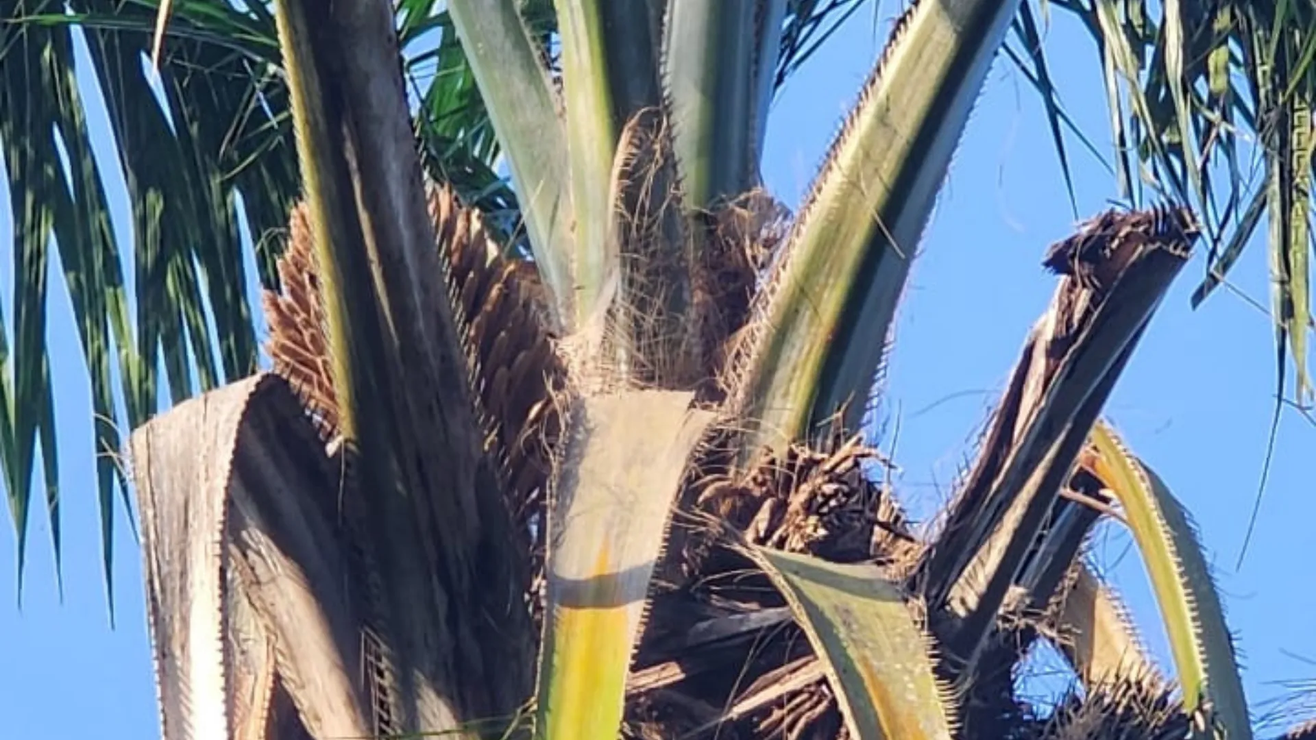 Stressed-palm versus healthy-palm graphic