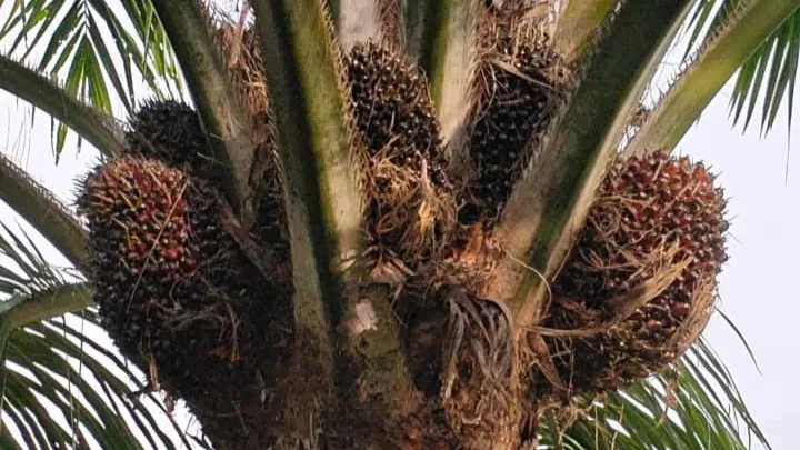 Recovering palm with stronger spear opening and canopy development