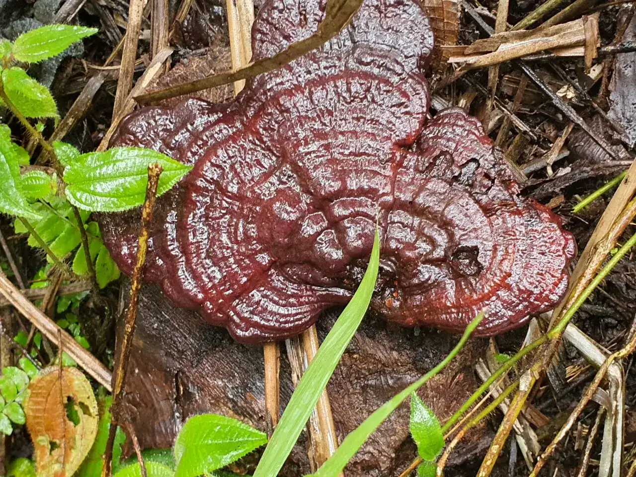 Opening photograph — Ganoderma fruiting body