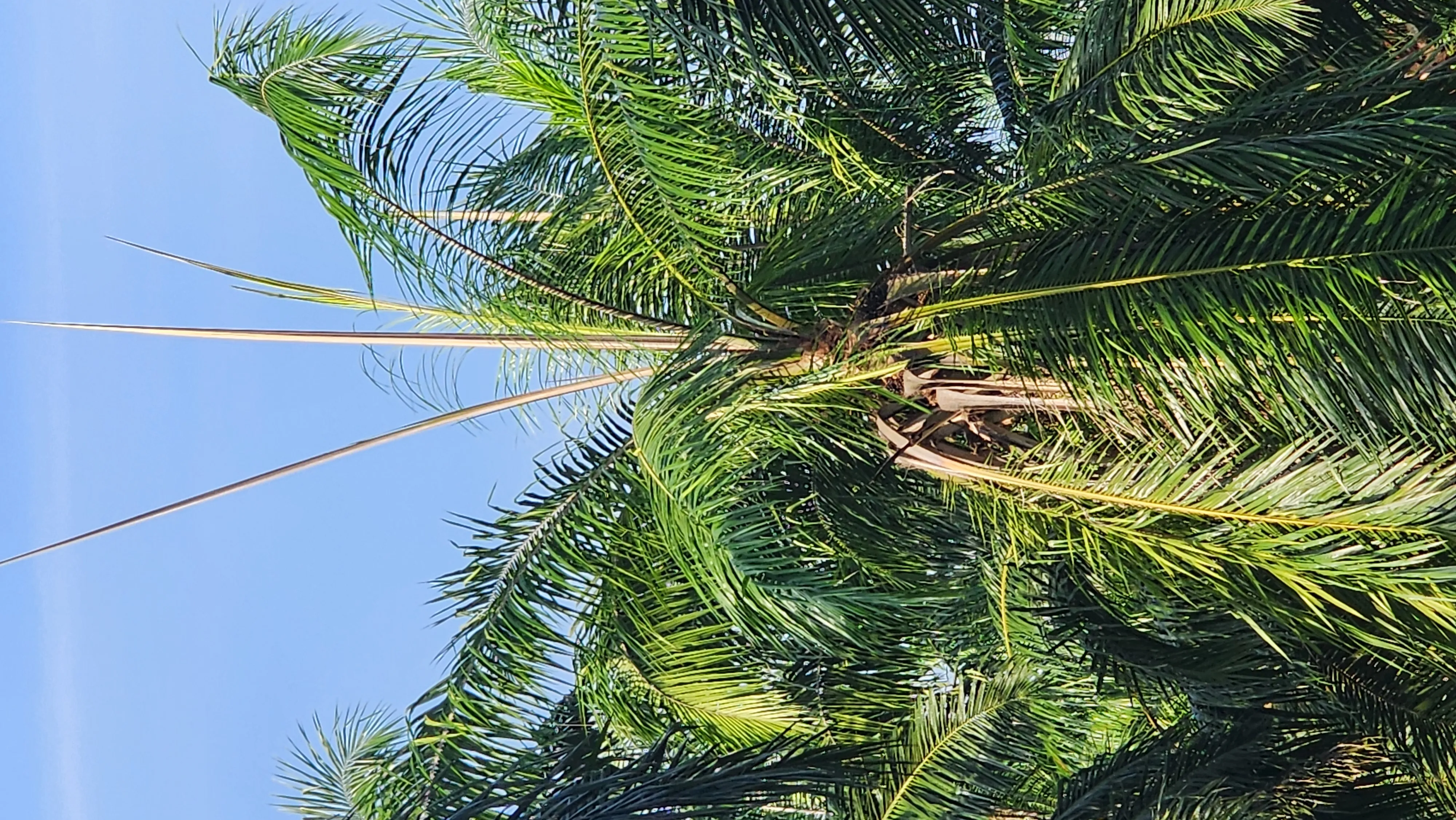 Photograph — Wilting and drying fronds