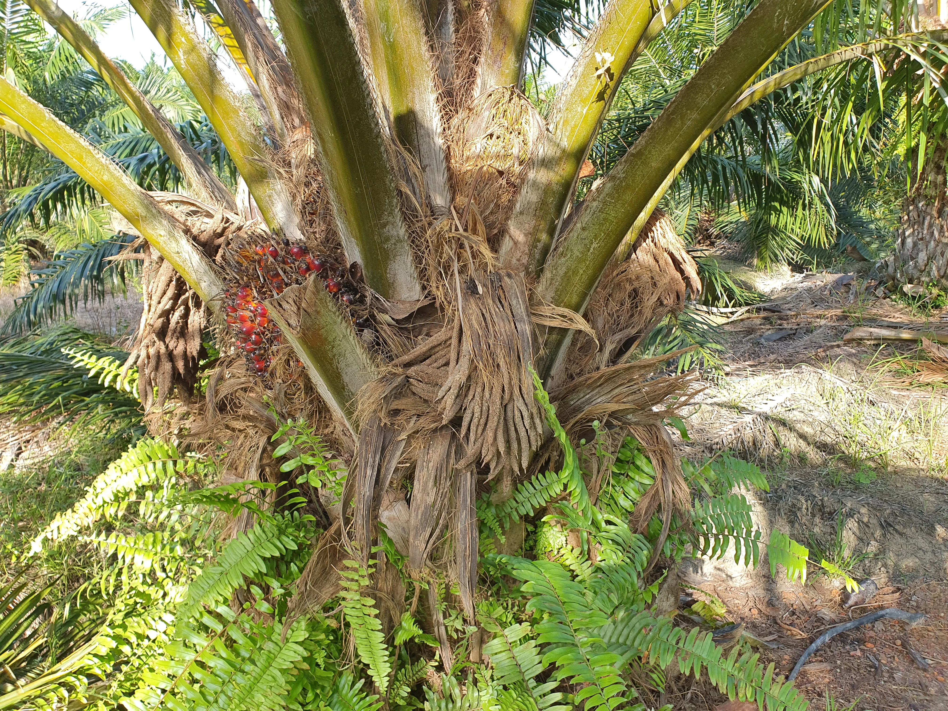 Photograph — Dried lower fronds