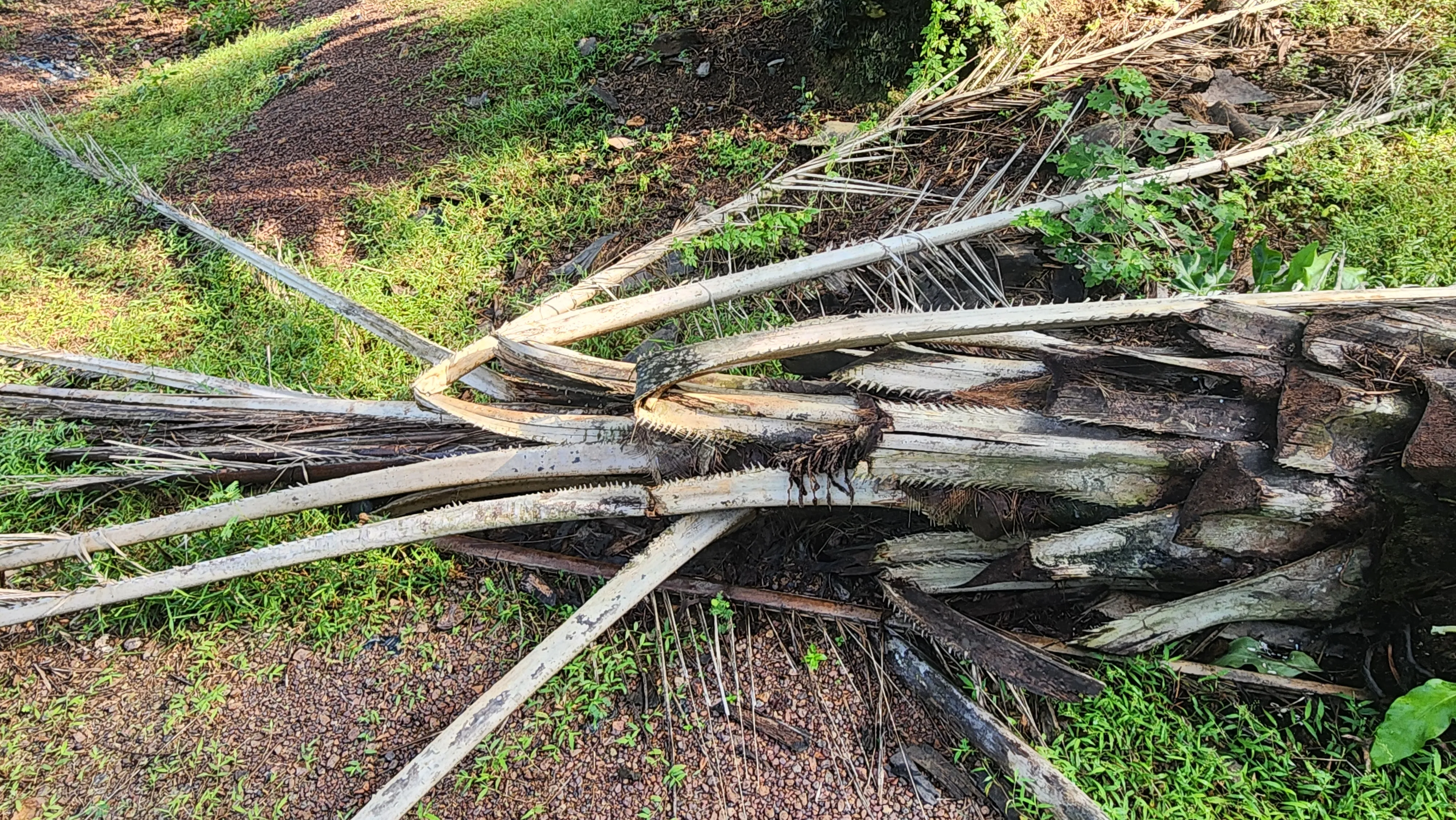 Photograph — Fallen palm