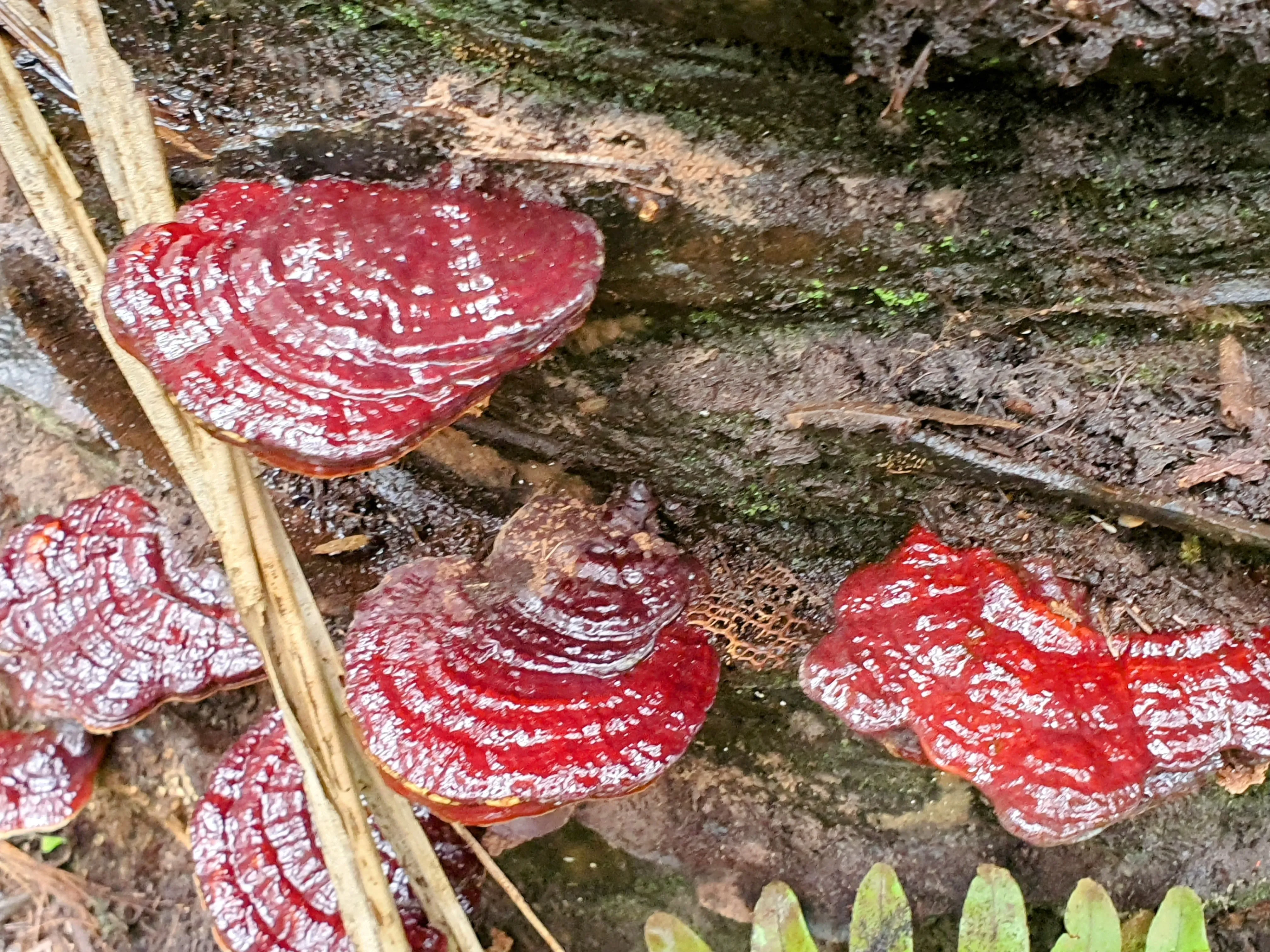 Fruiting bodies appearing after collapse
