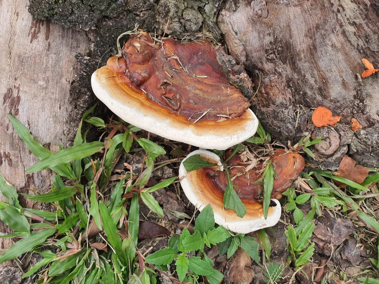  Fruiting body at the base of a standing palm