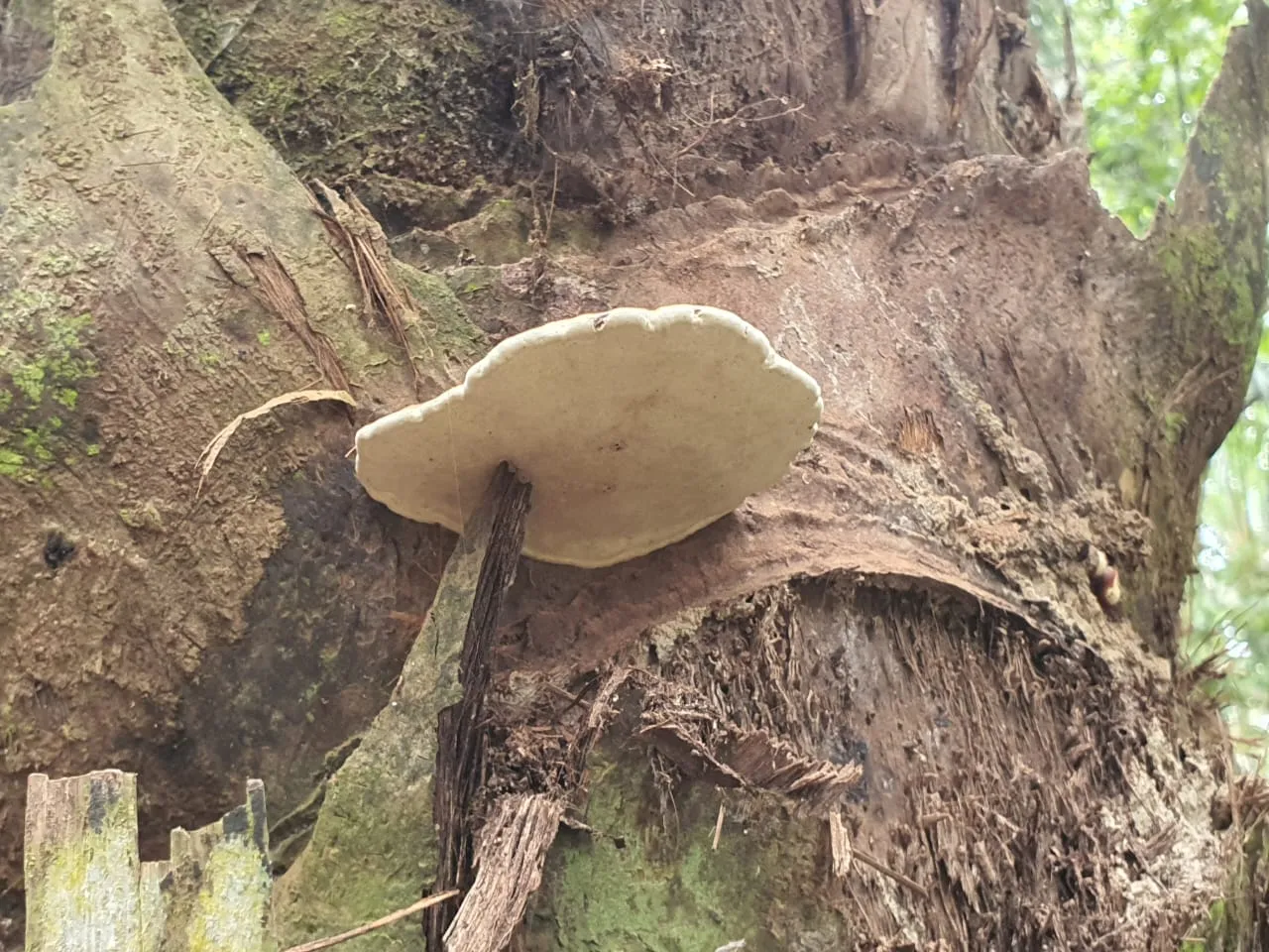 Young affected palm