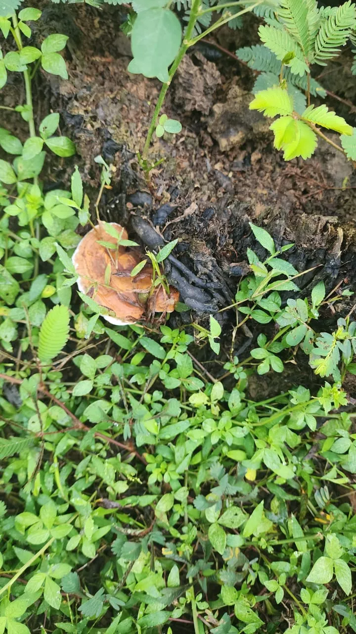 Previously replanted plantation