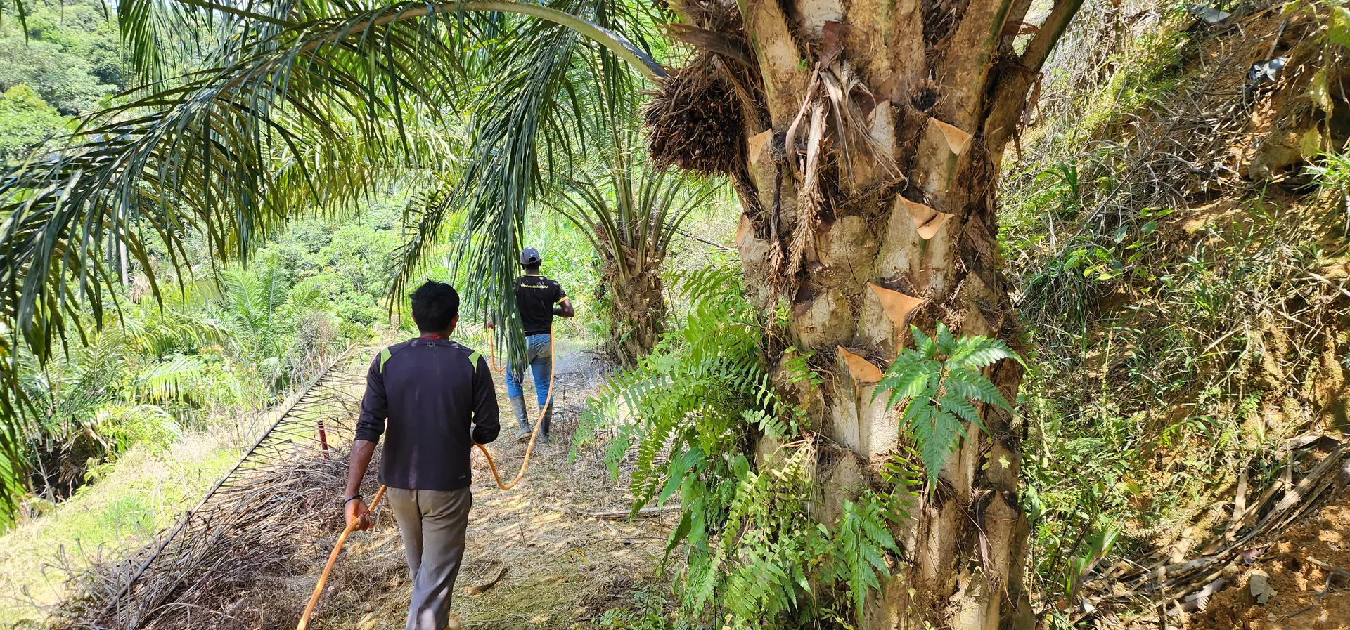Photograph — Plantation inspection