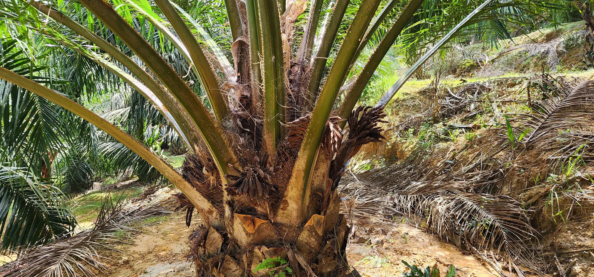 Photograph — Numbered or marked palms